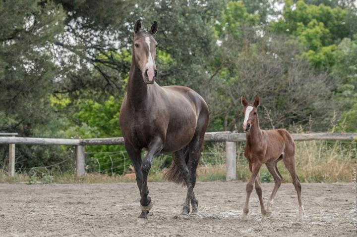 Louna du Castel, jument de l'élevage do rima à La-Fare-les-Oliviers, avec sa pouliche Trinca do Rima