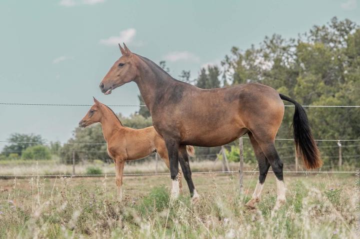 Élevage chevaux lusitaniens La Fare-les-Oliviers 