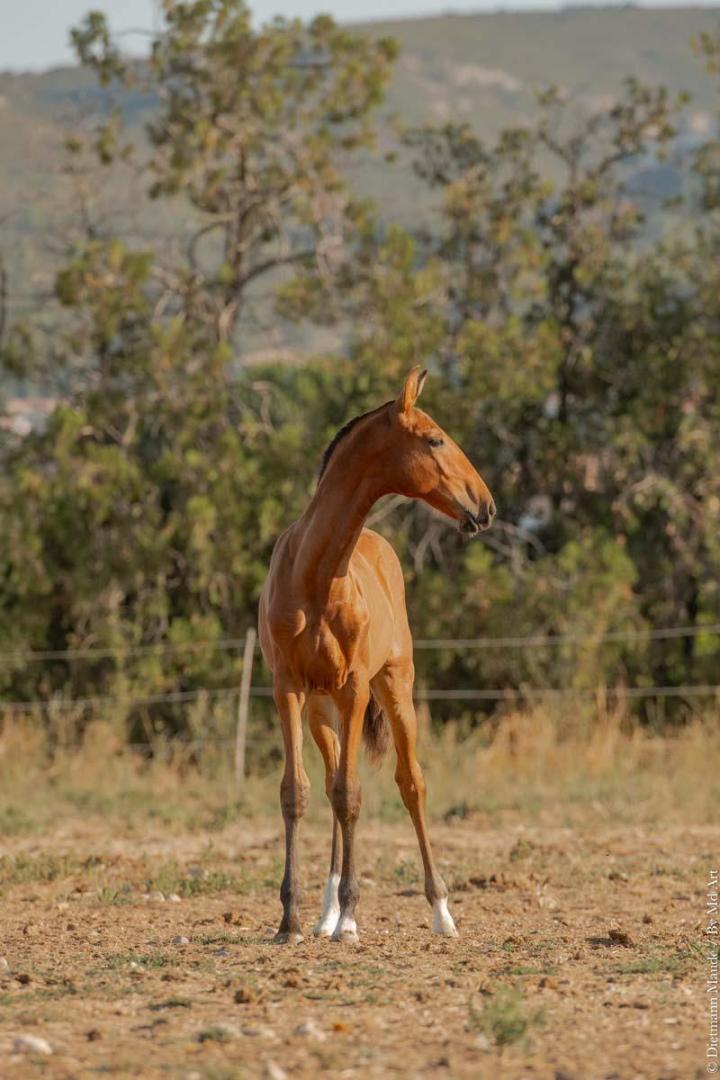 Fille de Pluma MAC et Ofensor Mac