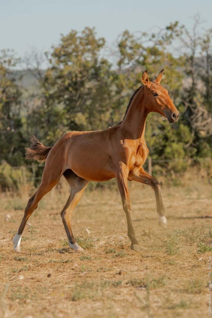 Fille de Pluma MAC et Ofensor Mac