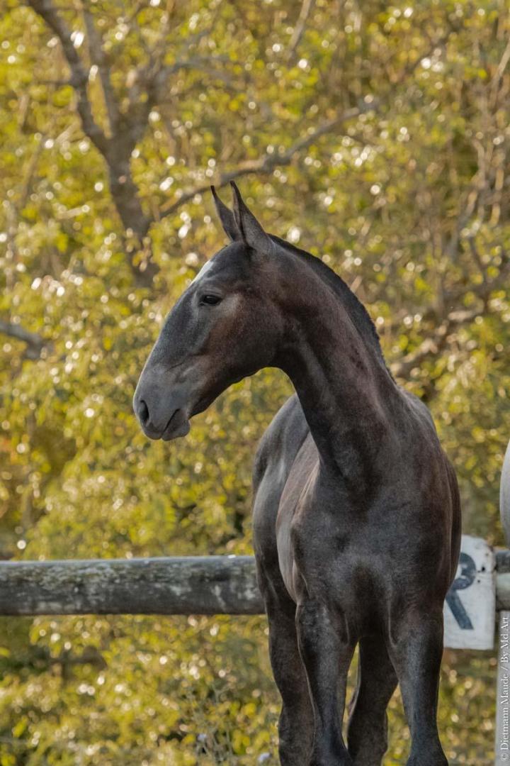 Fils d'Hortela et Ora-Bem