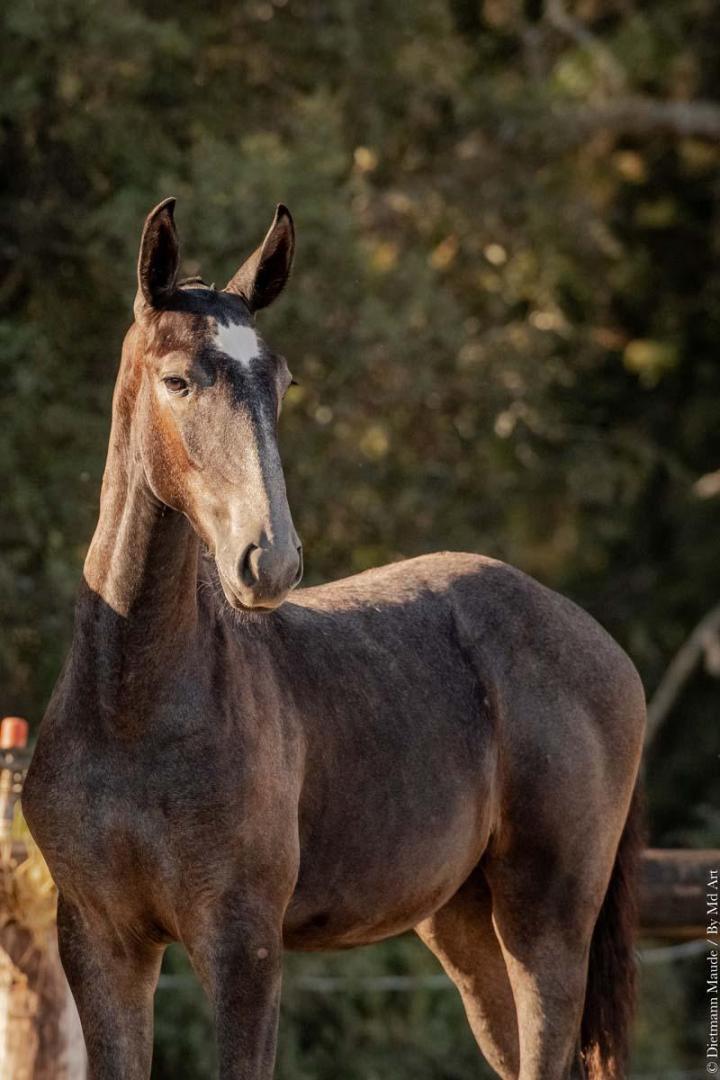 Fils d'Hortela et Ora-Bem