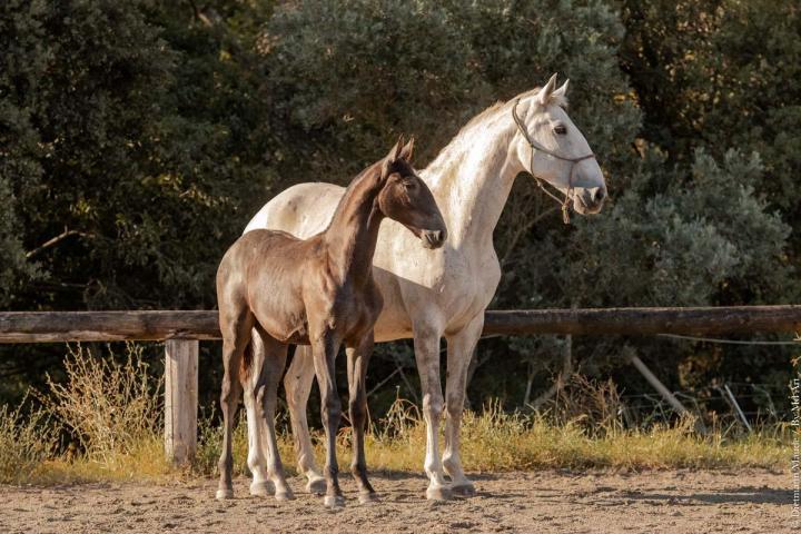 Fils d'Hortela et Ora-Bem