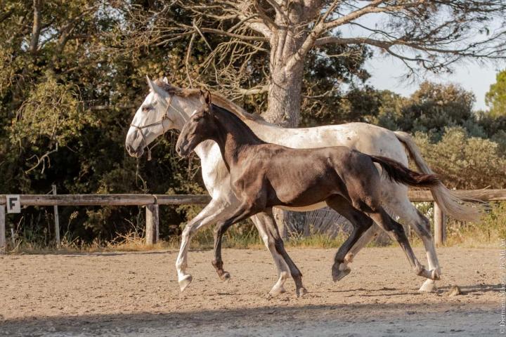 Fils d'Hortela et Ora-Bem