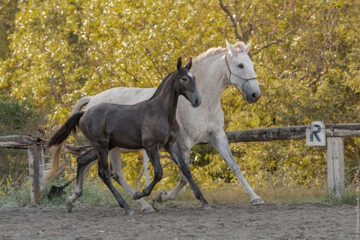 Fils d'Hortela et Ora-Bem