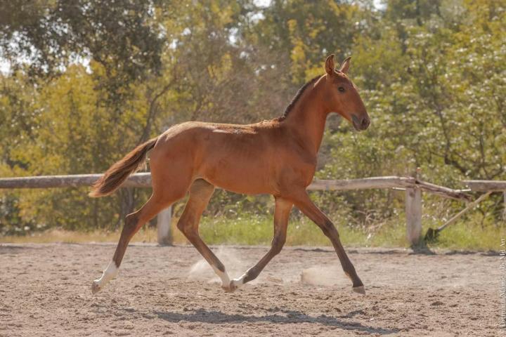 Fille de Pluma MAC et Ofensor Mac