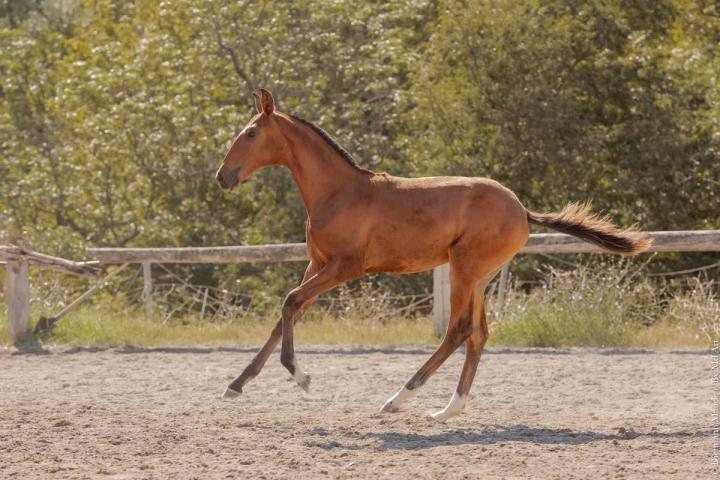 Daughter of Pluma MAC and Ofensor Mac