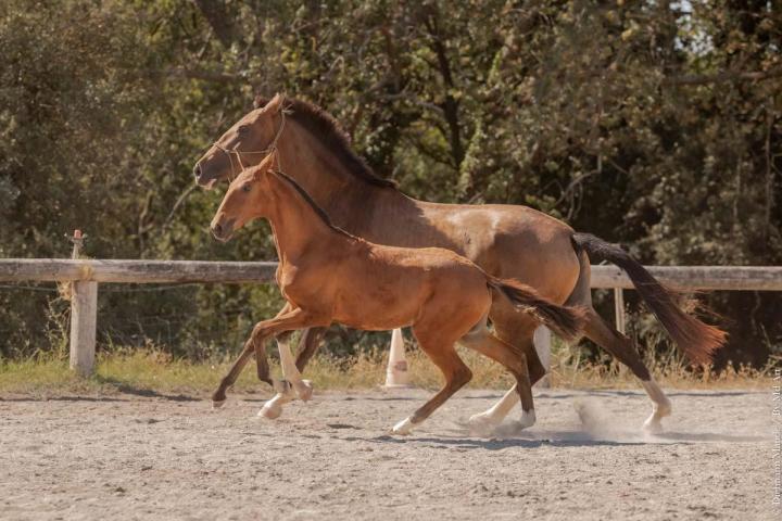 Fille de Pluma MAC et Ofensor Mac