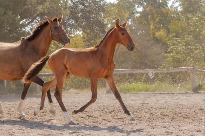 Fille de Pluma MAC et Ofensor Mac