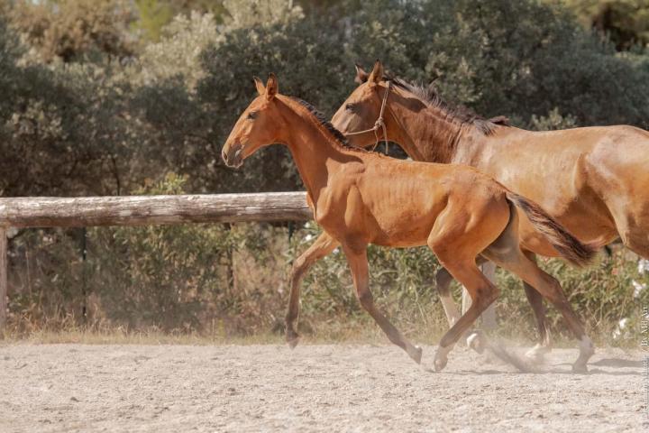 Fille de Pluma MAC et Ofensor Mac