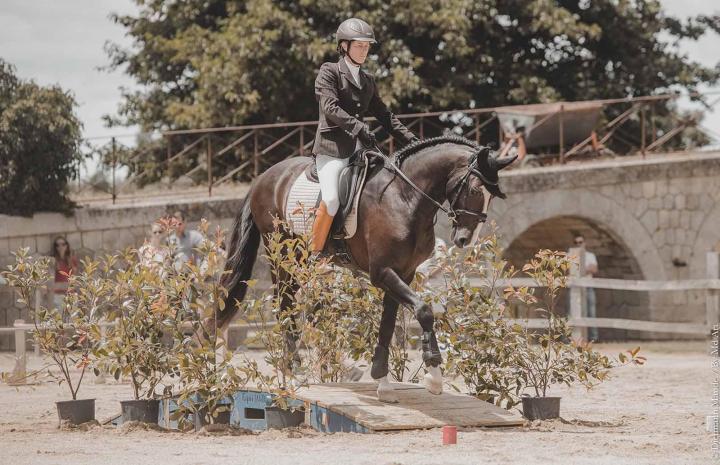 Horse training in La Fare-les-Oliviers