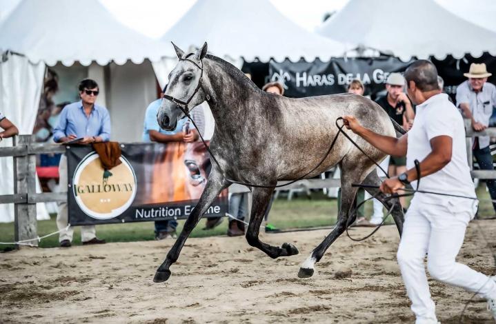 Horse trainer in La Fare-les-Oliviers