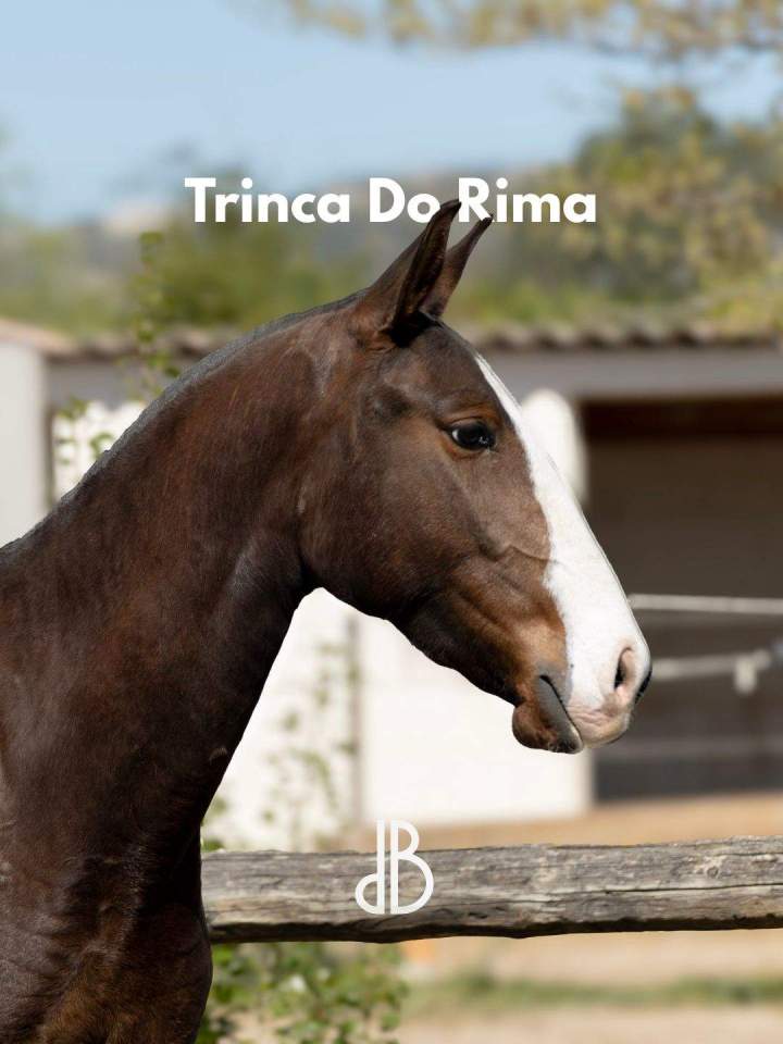 Trinca do Rima - Pouliche psl par Louna du Castel et Ora-Bem