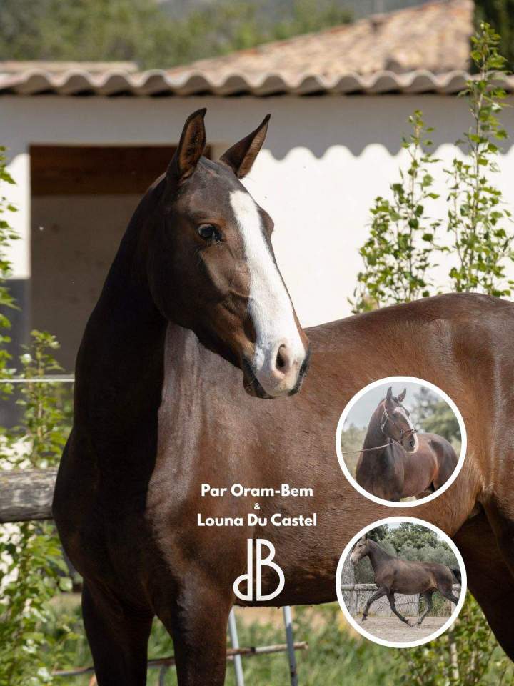 Élevage chevaux lusitaniens La Fare-les-Oliviers 