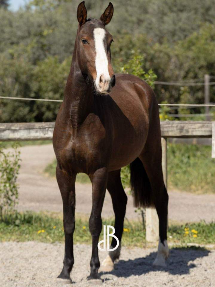 Élevage chevaux lusitaniens La Fare-les-Oliviers 