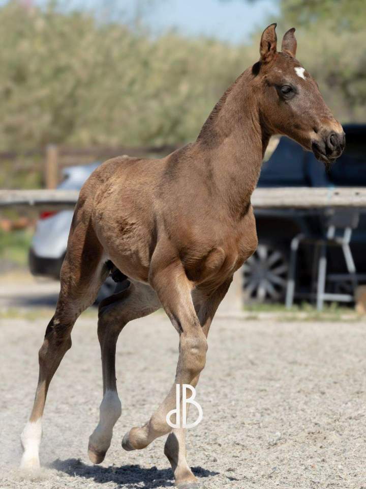 Élevage chevaux lusitaniens La Fare-les-Oliviers 