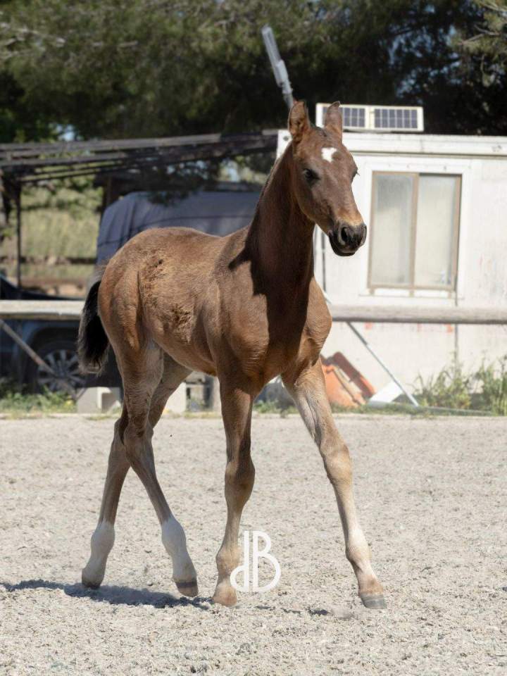Dressage chevaux La Fare-les-Oliviers