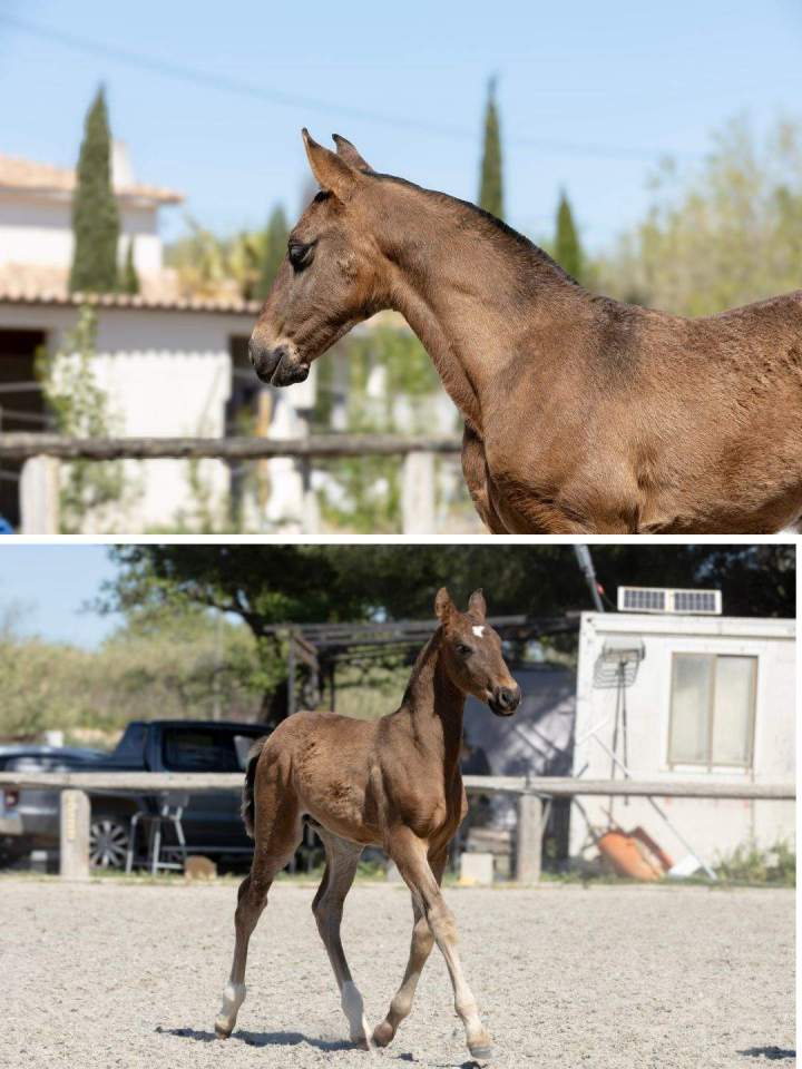 Élevage chevaux La Fare-les-Oliviers 