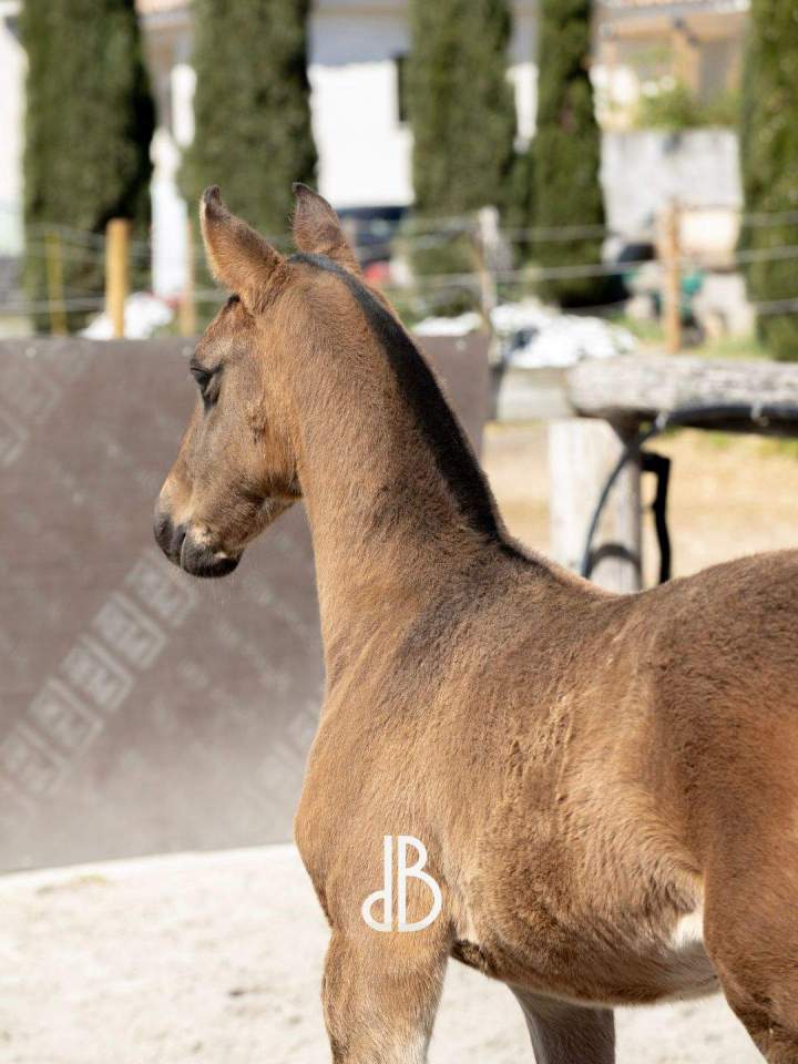 Dresseur de chevaux La Fare-les-Oliviers