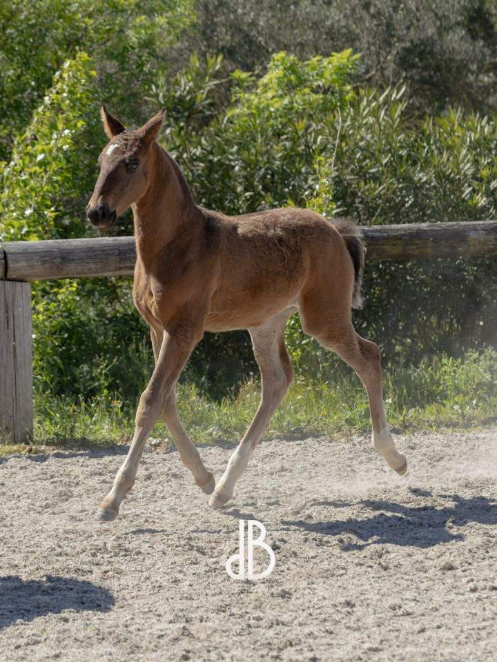 Élevage chevaux lusitaniens La Fare-les-Oliviers 