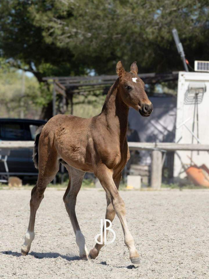 Dresseur de chevaux La Fare-les-Oliviers