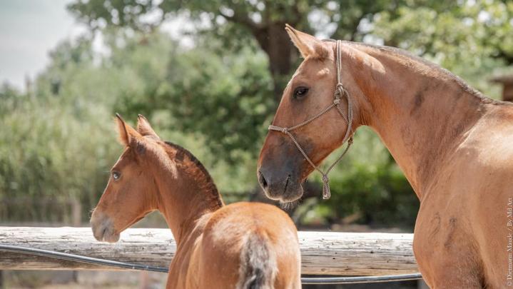 Lusitano Horse Breeding La Fare-les-Oliviers
