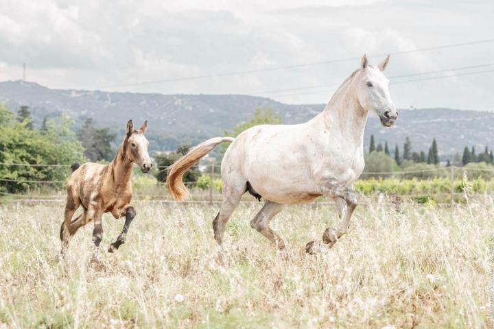 Horse Breeding La Fare-les-Oliviers